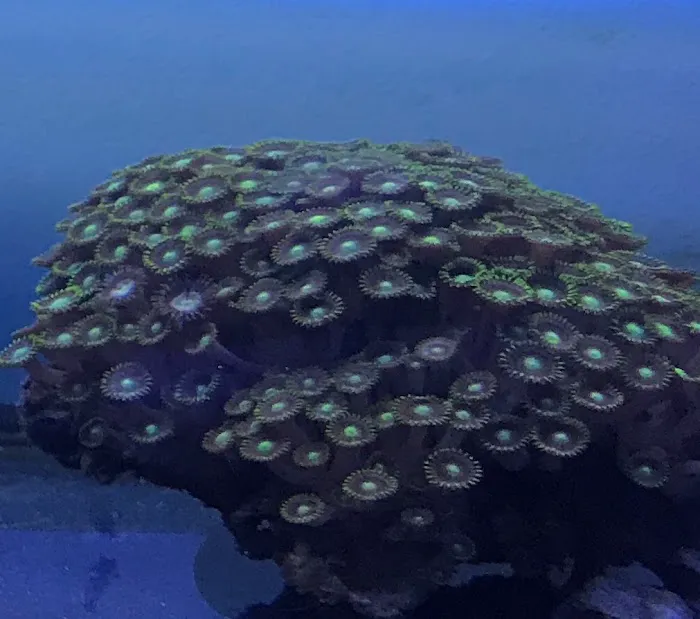 Aquatic Underworld Picture 3