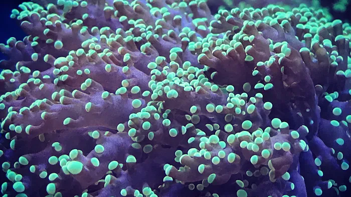 Aquatic Underworld Picture 10