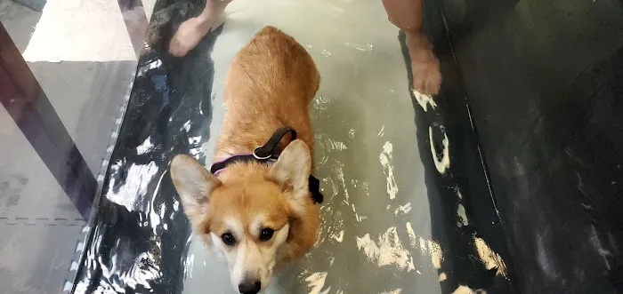 Paws In Motion Picture 2