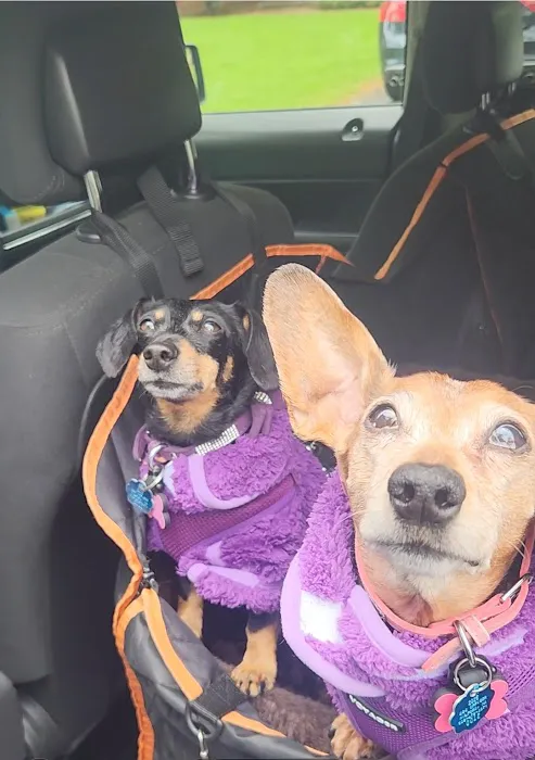 Paws In Motion Picture 1