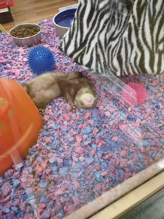 Pet Supermarket Picture 4