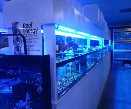 The Aquarium & Fish Store