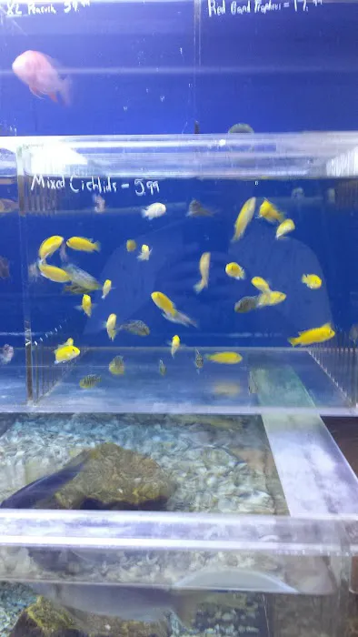 The Aquarium & Fish Store Picture 4
