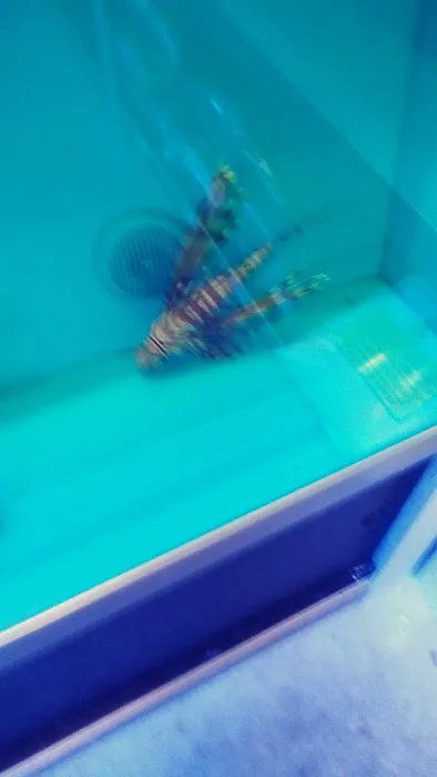 The Aquarium & Fish Store Picture 9