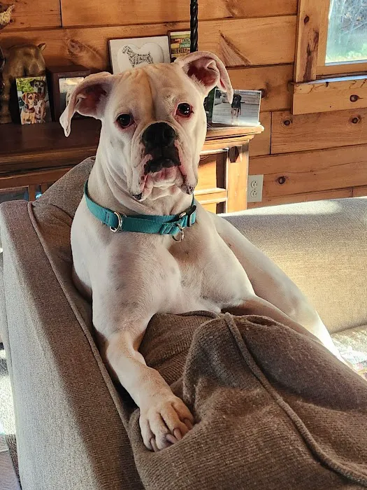 Tufts Veterinary Emergency Treatment & Specialties Picture 2