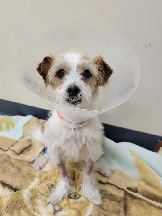 Tufts Veterinary Emergency Treatment & Specialties Picture 9