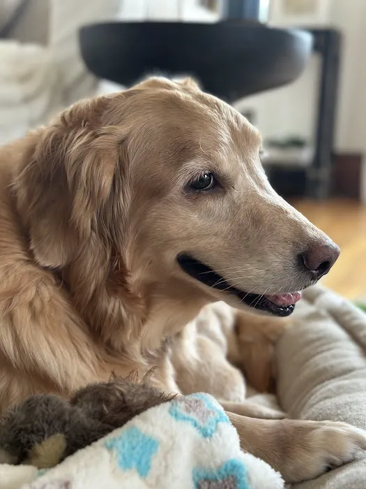 Tufts Veterinary Emergency Treatment & Specialties Picture 6