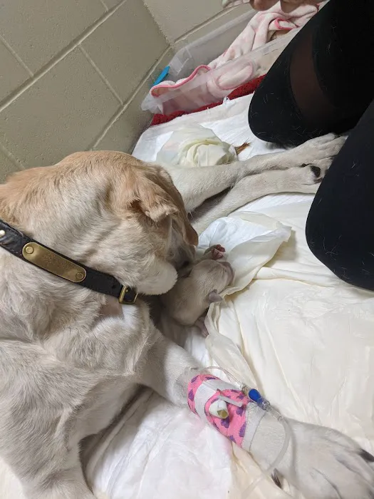 Tufts Veterinary Emergency Treatment & Specialties Picture 7