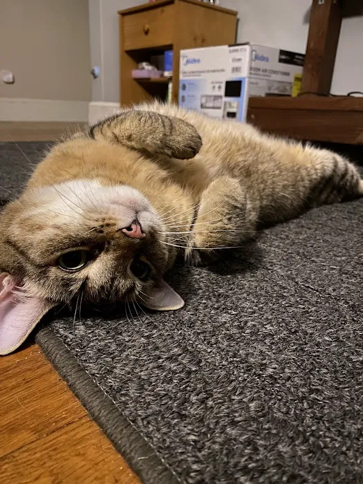 Tufts Veterinary Emergency Treatment & Specialties Picture 4