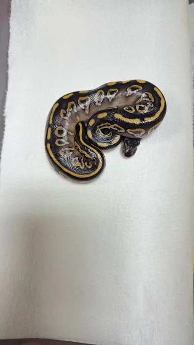 Animal Ventures Picture 3