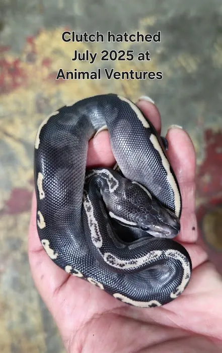 Animal Ventures Picture 8