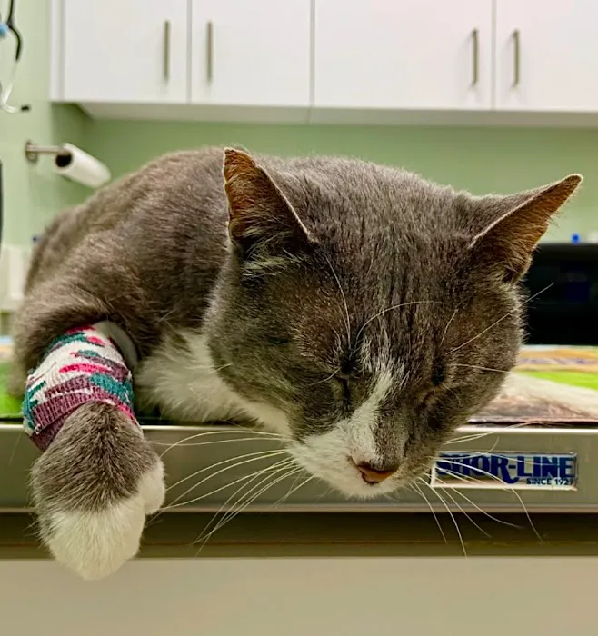 Norfolk County Veterinary Service Picture 1