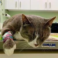 Norfolk County Veterinary Service ico