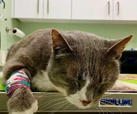 Norfolk County Veterinary Service