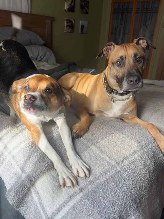 Norfolk County Veterinary Service Picture 5