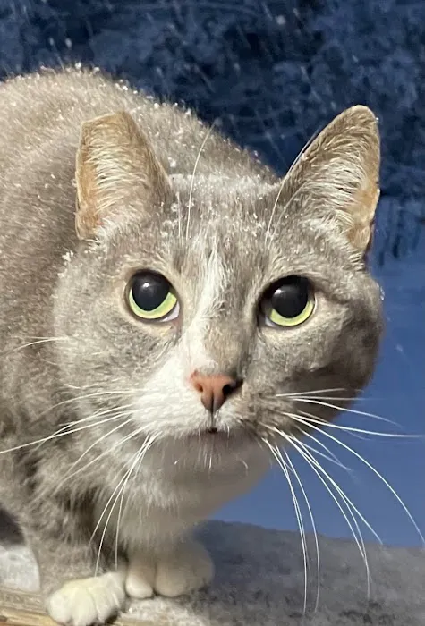 Norfolk County Veterinary Service Picture 10