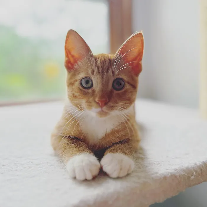 Norfolk County Veterinary Service Picture 3