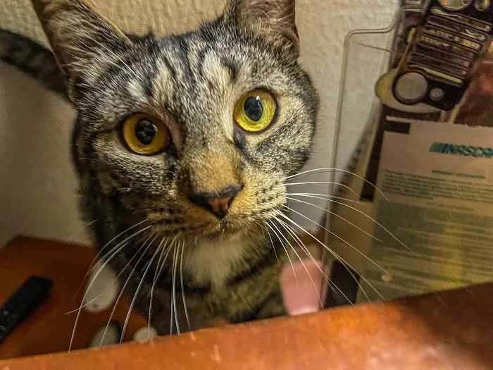 Norfolk County Veterinary Service Picture 2