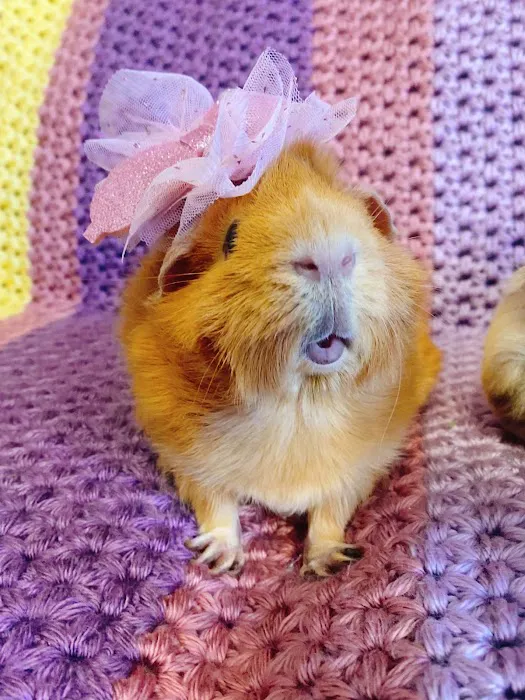 Norfolk County Veterinary Service Picture 6