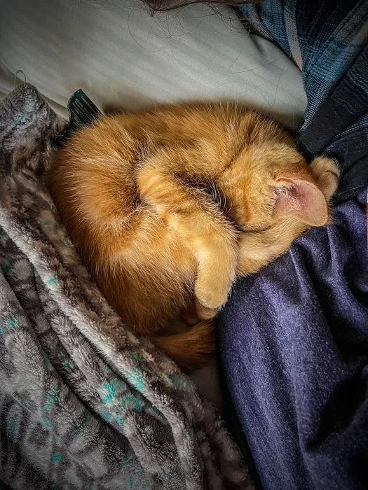 Norfolk County Veterinary Service Picture 4