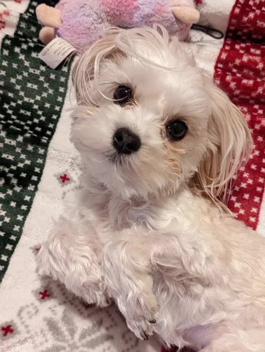 Foxboro Animal Hospital Picture 2