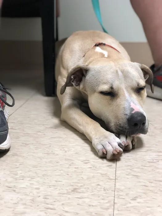 Foxboro Animal Hospital Picture 4