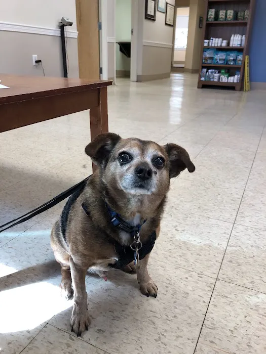 Foxboro Animal Hospital Picture 1