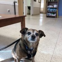 Foxboro Animal Hospital ico