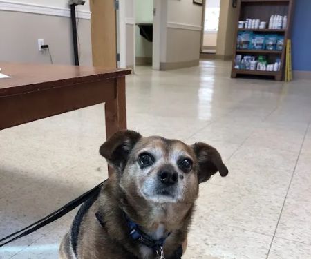 Foxboro Animal Hospital