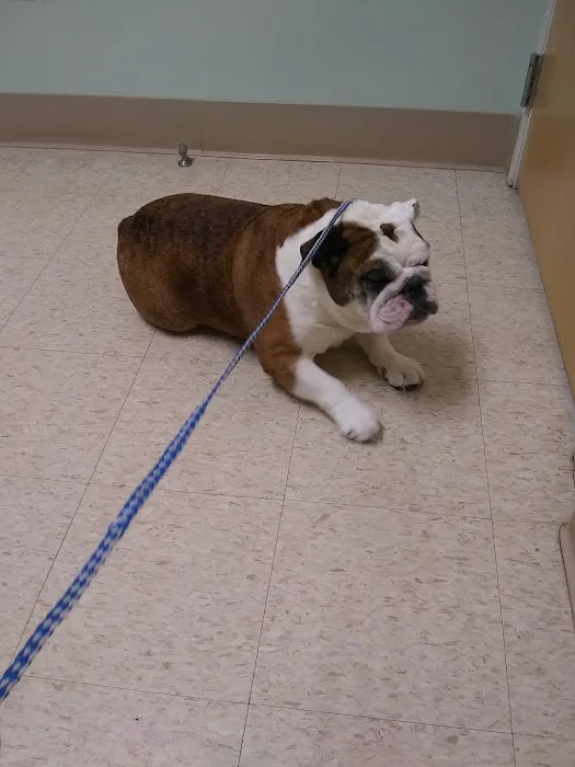 Foxboro Animal Hospital Picture 7