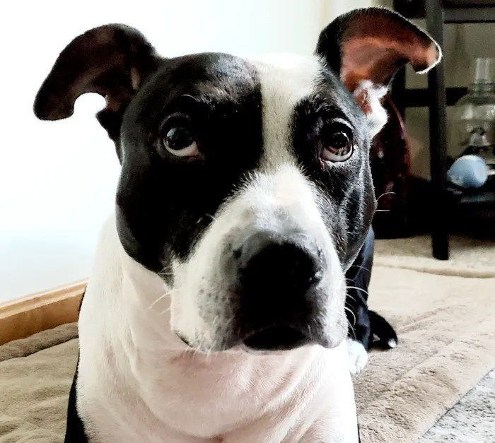 Foxboro Animal Hospital Picture 10