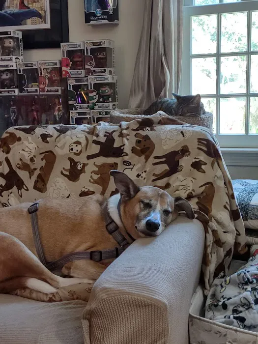 Foxboro Animal Hospital Picture 8