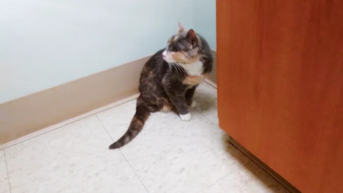 Foxboro Animal Hospital Picture 9