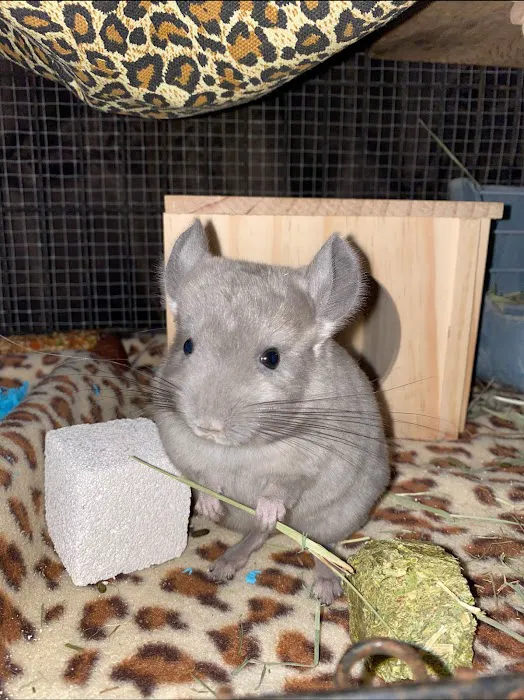 Weeping Willow Farm llc Home of C & B Chinchillas Picture 1