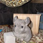 Weeping Willow Farm llc Home of C & B Chinchillas