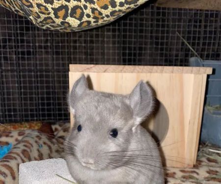 Weeping Willow Farm llc Home of C & B Chinchillas