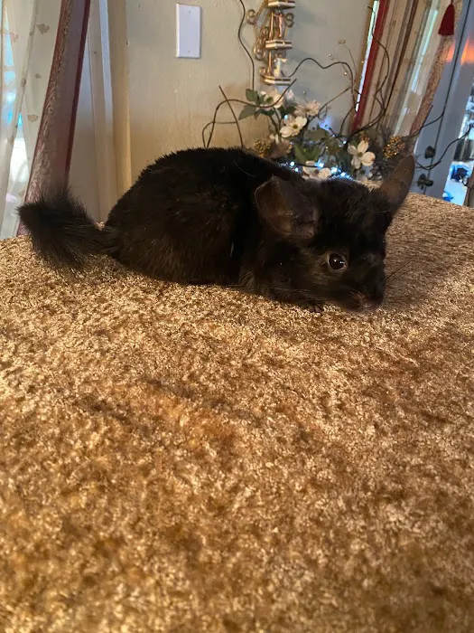 Weeping Willow Farm llc Home of C & B Chinchillas Picture 7