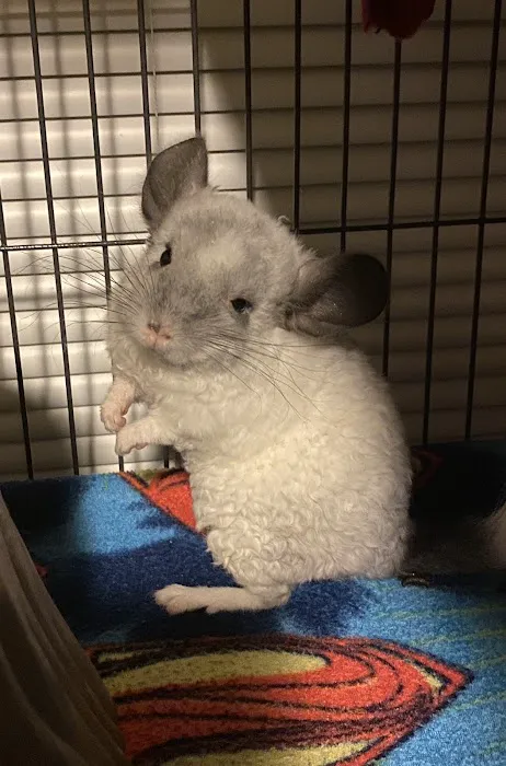 Weeping Willow Farm llc Home of C & B Chinchillas Picture 9