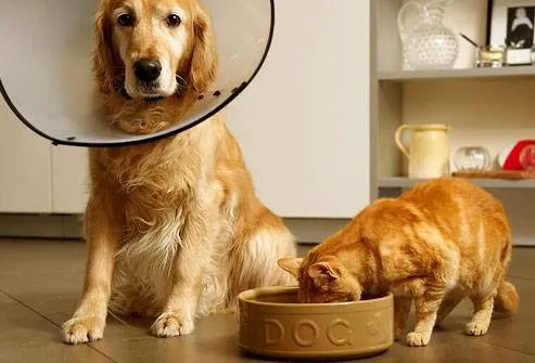 Sharon Veterinary Clinic Picture 9