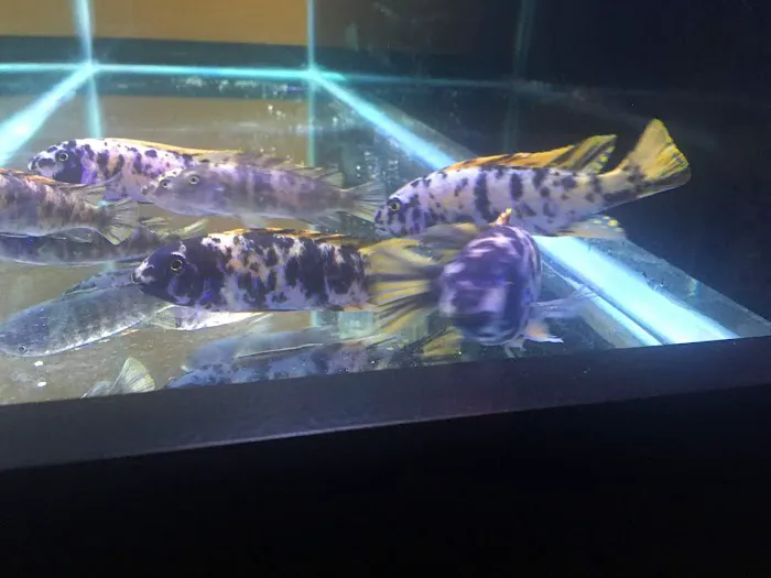 Cichlid Express/ Daytona Aquarium Fish Store Picture 3