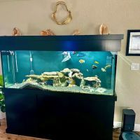 Cichlid Express/ Daytona Aquarium Fish Store ico