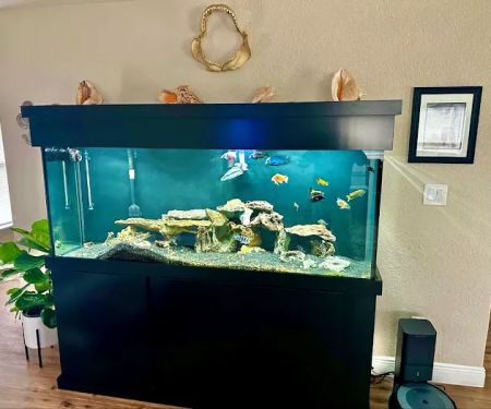 Cichlid Express/ Daytona Aquarium Fish Store
