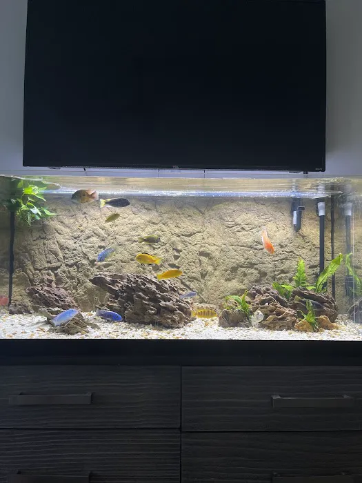 Cichlid Express/ Daytona Aquarium Fish Store Picture 6