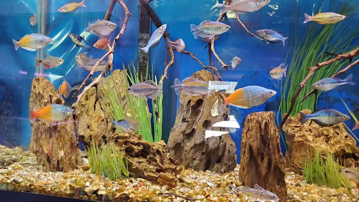 Cichlid Express/ Daytona Aquarium Fish Store Picture 9