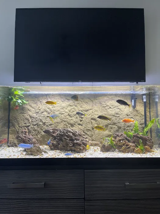 Cichlid Express/ Daytona Aquarium Fish Store Picture 8