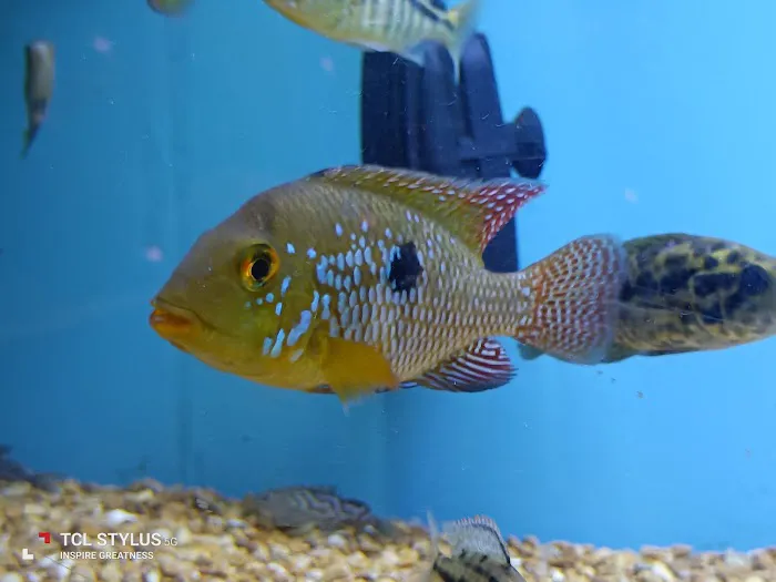Cichlid Express/ Daytona Aquarium Fish Store Picture 7