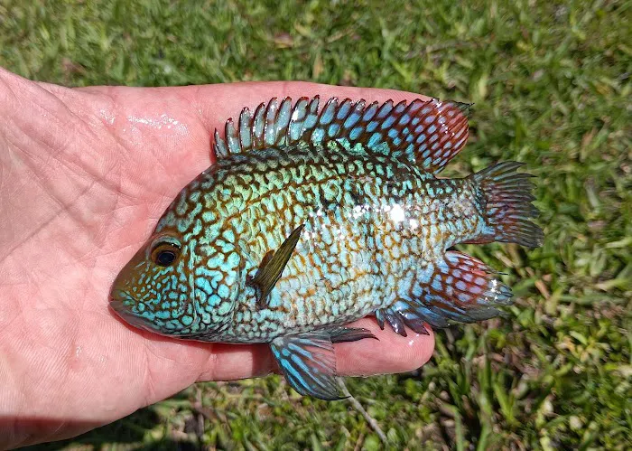 Cichlid Express/ Daytona Aquarium Fish Store Picture 10