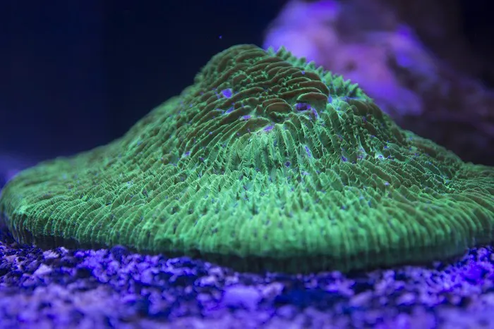 The Fish Tank Picture 5