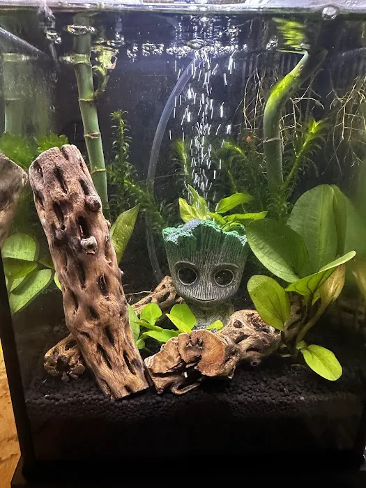 The Fish Tank Picture 1