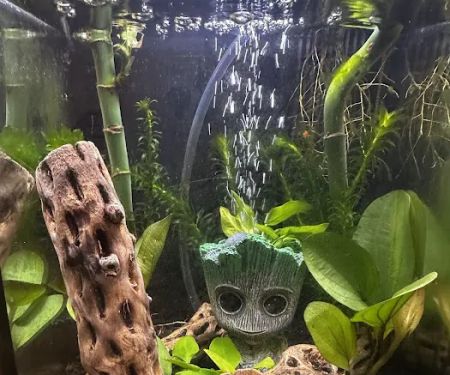 The Fish Tank